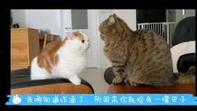 动物园搞笑爆料视频合集